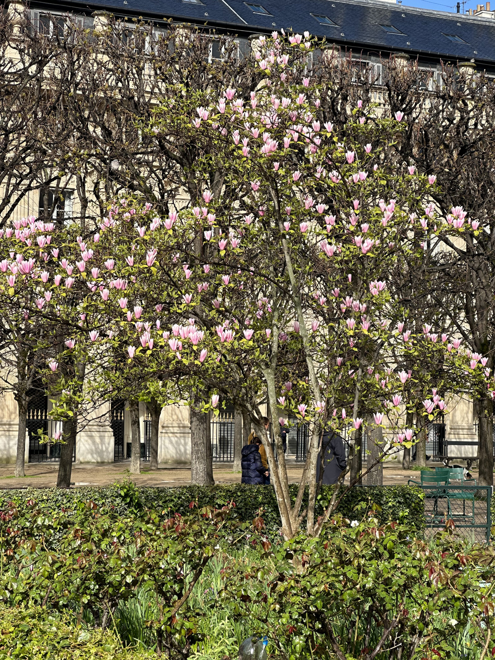 Blooming magnolias of the Palais Royal