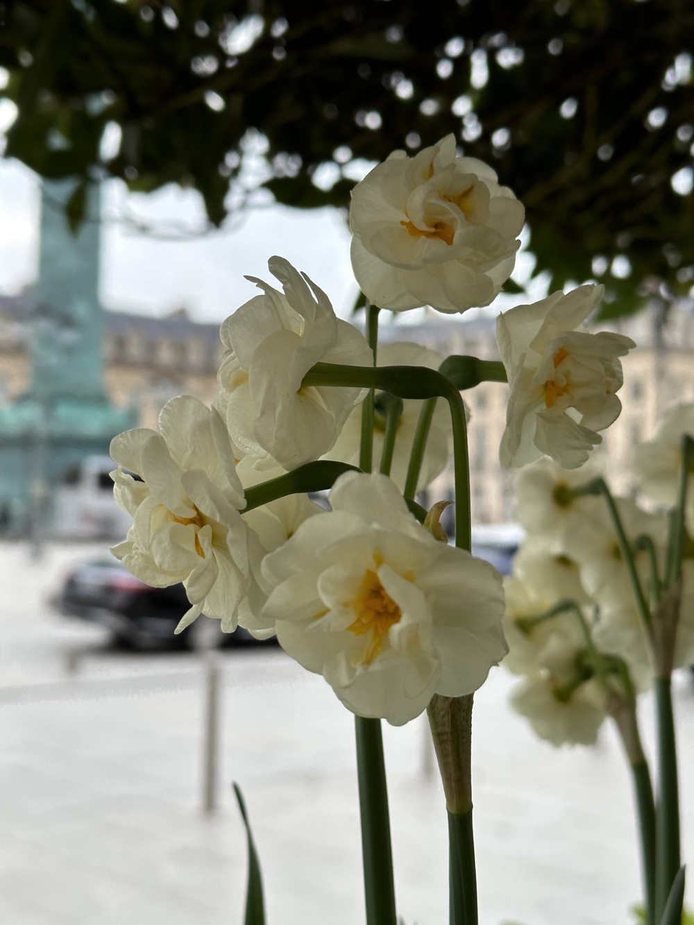 Daffodils admire a column on Place Vendome
