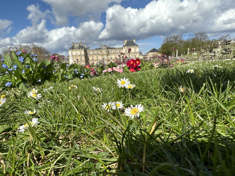 Daisies in a Luxembourg garden