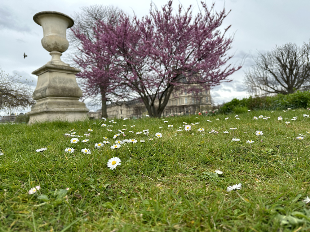 Daisies in the Tuileries Garden