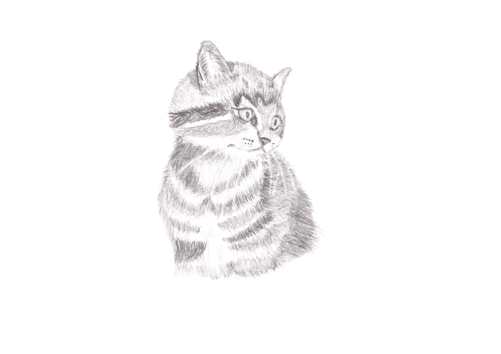 Pencil drawing. Small kittie